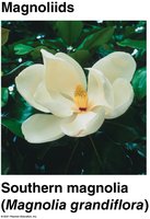 Magnoliid Plant Diversity Study Guide: General Biology Essentials | Notes