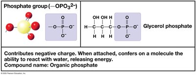 Dehydration and hydrolysis reactions