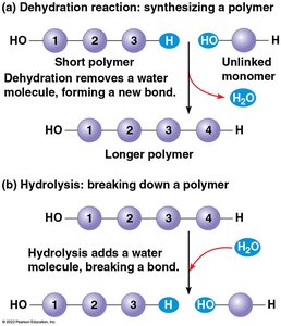Dehydration and hydrolysis schematic