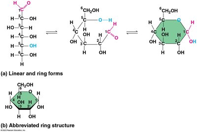 Formation of sucrose from glucose and fructose