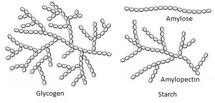 Cellulose vs. chitin structure