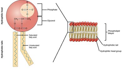 Phospholipid structure and bilayer