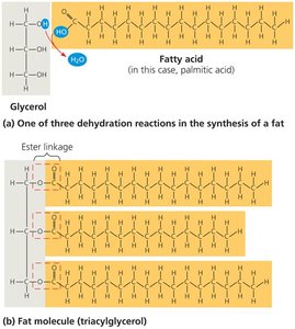 Synthesis of a fat (triacylglycerol)