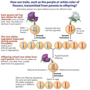 Diagram showing inheritance of flower color alleles in pea plants
