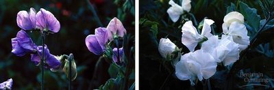 Phenotype versus genotype table for flower color