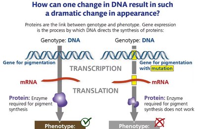 Effect of DNA mutation on phenotype