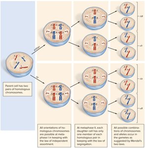 Independent assortment of chromosomes during meiosis