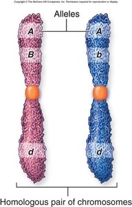 Homologous chromosomes with different alleles