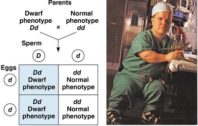 Achondroplasia inheritance