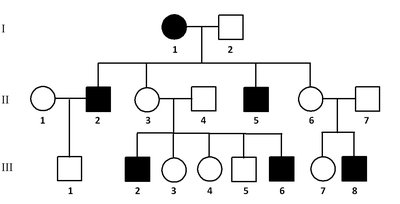 Punnett squares for X-linked inheritance