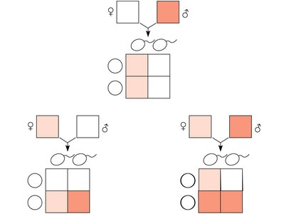 Punnett squares for X-linked inheritance