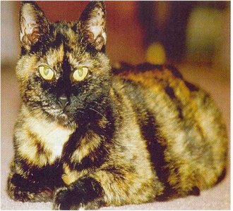 Tortoiseshell cat as example of X inactivation