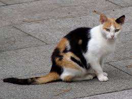 Calico cat showing mosaicism
