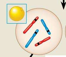 Chromosome assortment during meiosis