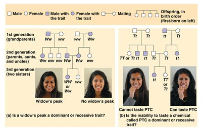 Pedigree analysis for widow's peak and PTC tasting
