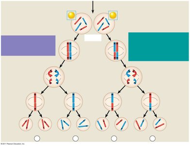 Chromosome assortment and gamete formation