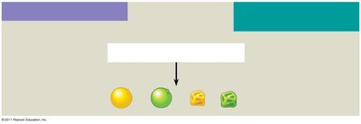 Fertilization and phenotypic ratios