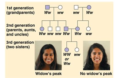 Pedigree for widow's peak