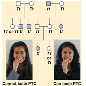 Pedigree for PTC tasting