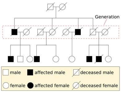 Example of a pedigree chart