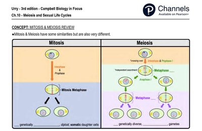 Mitosis vs Meiosis comparison