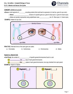 Identical genes and alleles on homologous chromosomes