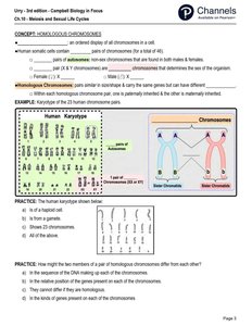Human karyotype and homologous chromosome pairs
