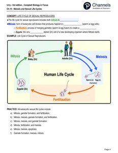 Human life cycle showing mitosis, meiosis, and fertilization