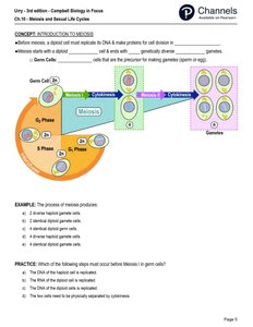Meiosis process overview