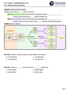 Meiosis I and Meiosis II breakdown
