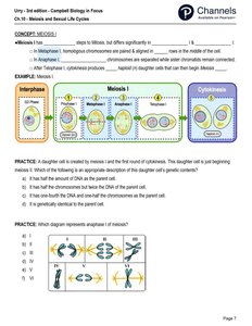 Meiosis I stages