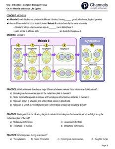 Meiosis II stages