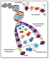 Protein diversity from amino acid sequence