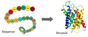 Amino acid sequence determines protein structure
