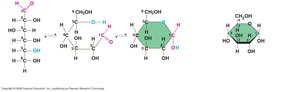 Linear and ring forms of monosaccharides