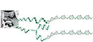 Starch granules in potato tuber cell