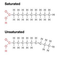 Saturated and unsaturated fatty acids