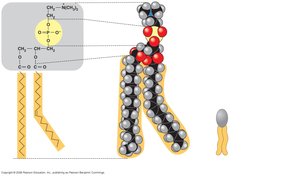 Phospholipid structure