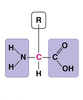 Amino acid structure