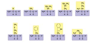 Nonpolar amino acid side chains