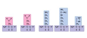 Electrically charged amino acid side chains