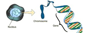 Nucleus, chromosome, gene, DNA