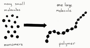 Monomers forming polymers