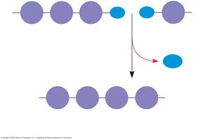 Dehydration reaction forming a polymer