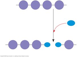 Hydrolysis breaking a polymer