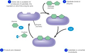 Enzyme catalysis of polymer reactions