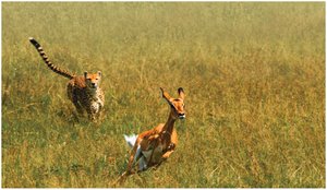 Impala chased by cheetah, illustrating the biological need for rapid cell signaling