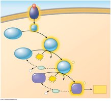Phosphorylation cascade in signal transduction