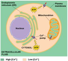 Calcium ion distribution in the cell