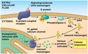 IP3 and Ca2+ as second messengers in signal transduction